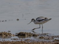 Kluut : Europa, Nat. park Donana, Reisen, Spanje, europa
